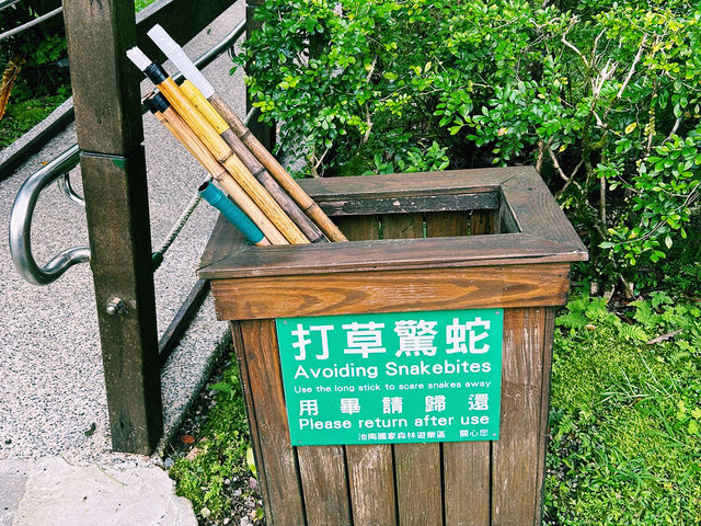 眺望鯉魚潭，另一個花蓮林業大基地，散步好去處！