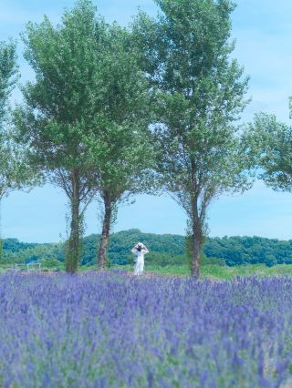 【Sakura】Enjoy Lavender in Chiba.