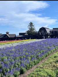 🎯【北海道・ファーム富田（富良野）】香りを運ぶラベンダー畑、丘の風がやさしい