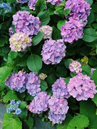 🏯【神奈川・長谷寺】四季を感じる花の名刹で、鎌倉時間をゆったりと