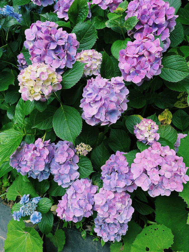 🏯【神奈川・長谷寺】四季を感じる花の名刹で、鎌倉時間をゆったりと