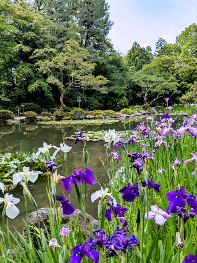京都 | 平安神宮神苑，彷彿走入莫內的花園