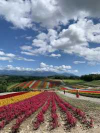 【北海道🇯🇵】道央の四季彩の丘へ💐