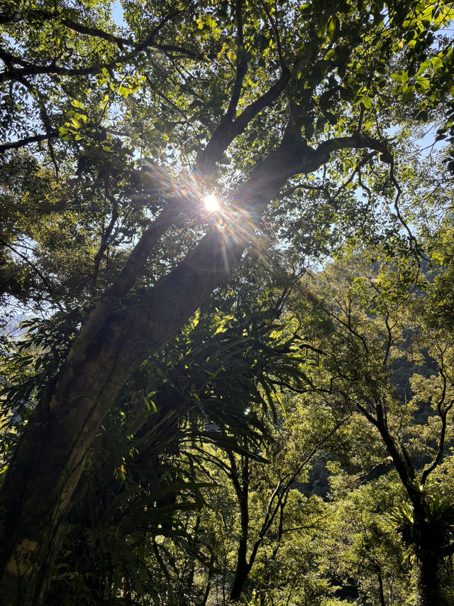 滿月圓森林公園｜新北三峽的清新綠洲，親近山林的最佳選擇