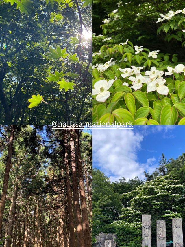 不自駕的濟州島獨旅去哪玩