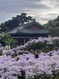 문경 봉천사 개미취 여행코스 추천💜