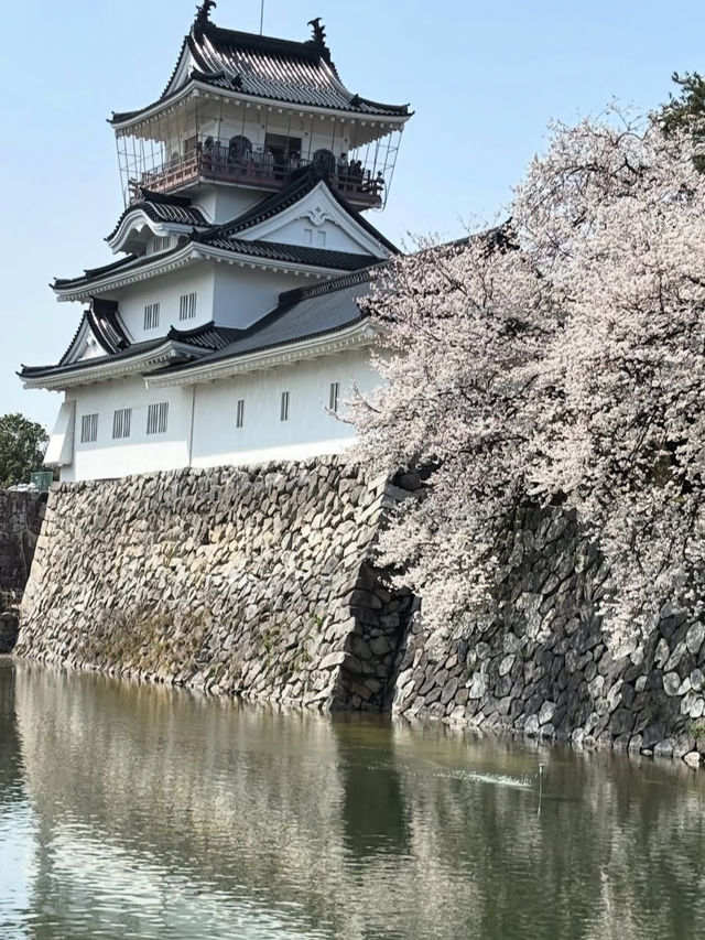 歴史と自然が調和する城下の憩い🌸 富山城址公園で静かなひととき
