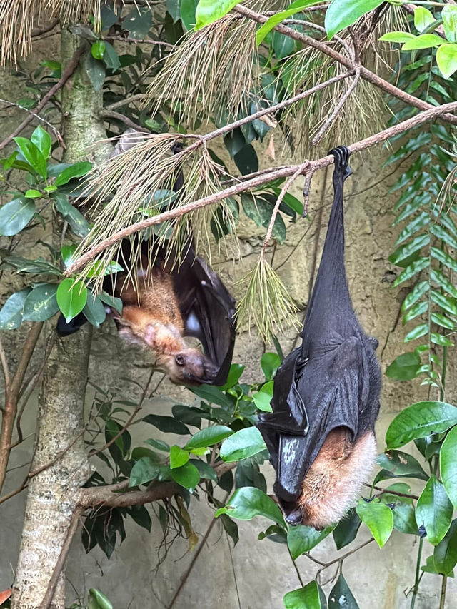 長崎Bio park- 教育與感動兼具的動物園