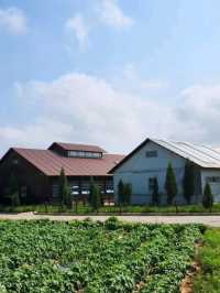 Cutest Farm Day Ever at Sanghafarm