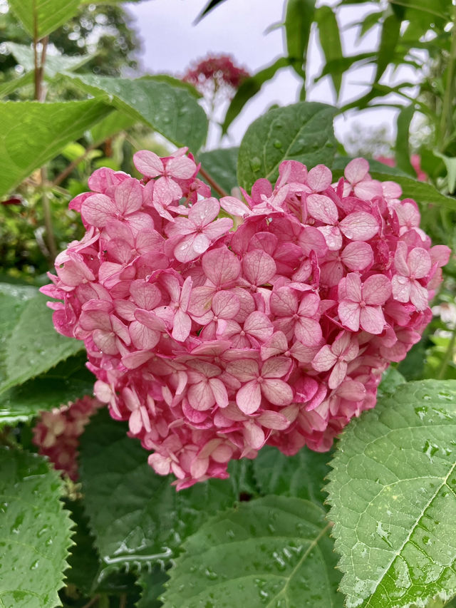 繡球花@東京台場