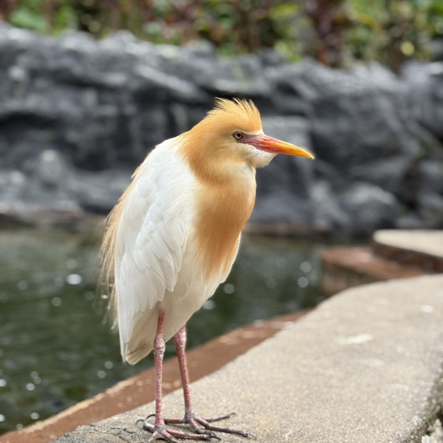 Colorful Birds, but Not Worth the Price – Be Careful with Kids!
