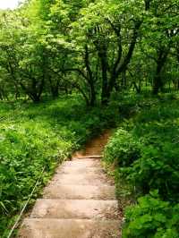 Got Lost in Gombaeryeong Forest and Honestly, I’m Not Even Mad 