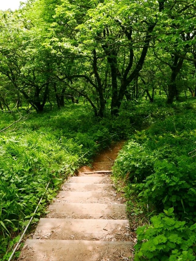 Got Lost in Gombaeryeong Forest and Honestly, I’m Not Even Mad 