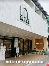 Mali Cat Cafe เป็นคาเฟ่แมวที่อยู่ตรงข้าม ม.บูรพา