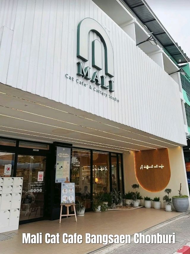 Mali Cat Cafe เป็นคาเฟ่แมวที่อยู่ตรงข้าม ม.บูรพา