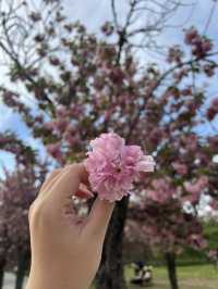 รีวิว 미사경장공원 (Misa Gyeongjang Park) 🌸