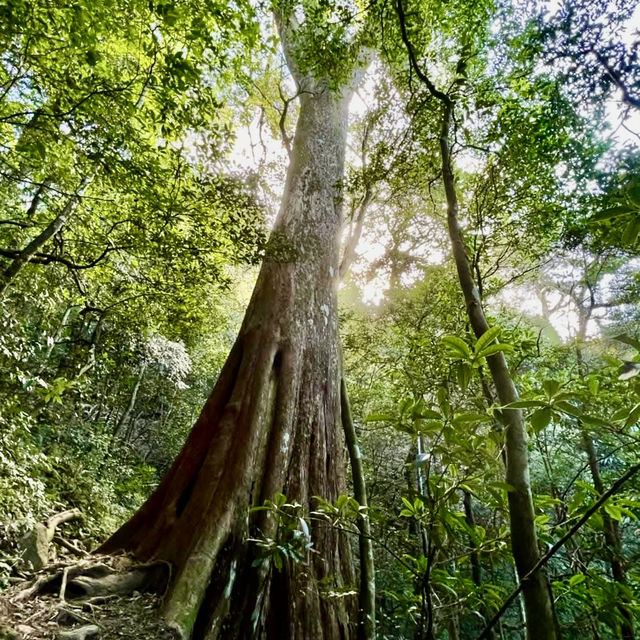炎夏避暑的好去處～北得拉曼看神木群