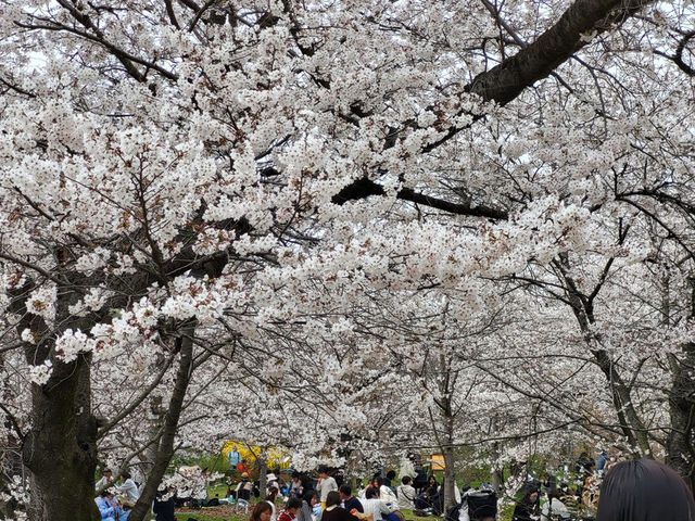 四季皆美的京都府立植物園