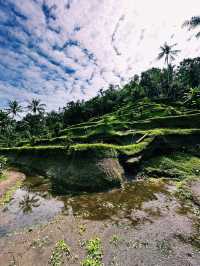 The Green Stairway to Heaven – Tegallalang Rice Terrace
