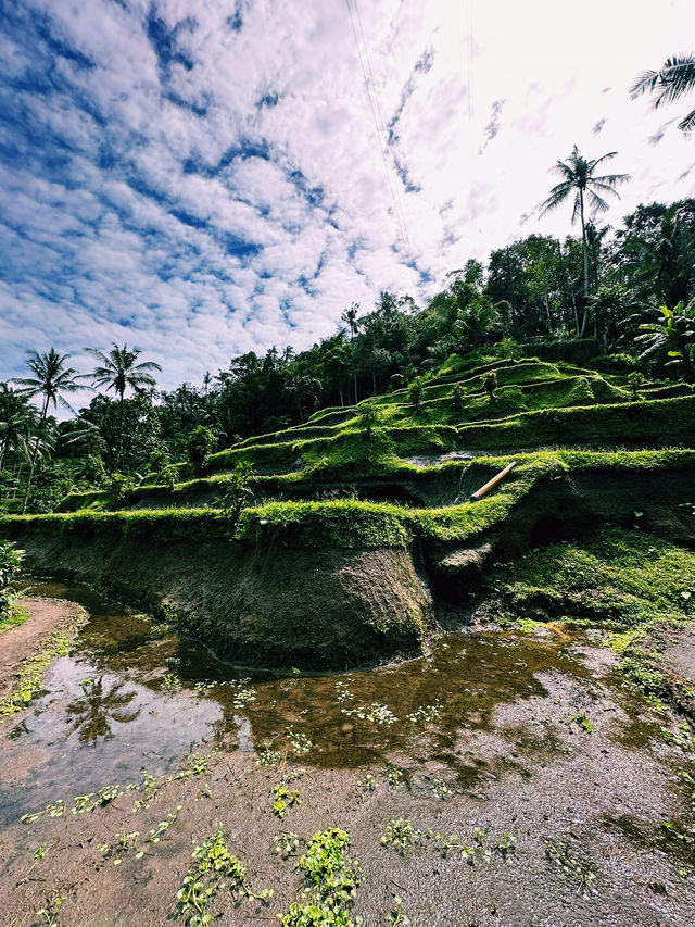 The Green Stairway to Heaven – Tegallalang Rice Terrace