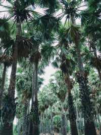 สวนตาลลุงถนอม