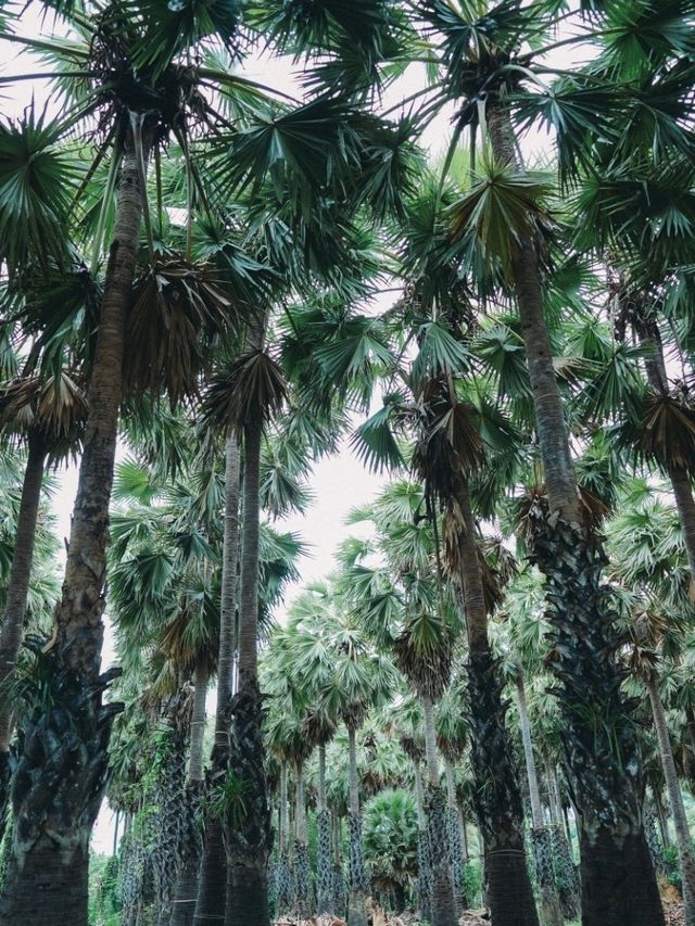 สวนตาลลุงถนอม