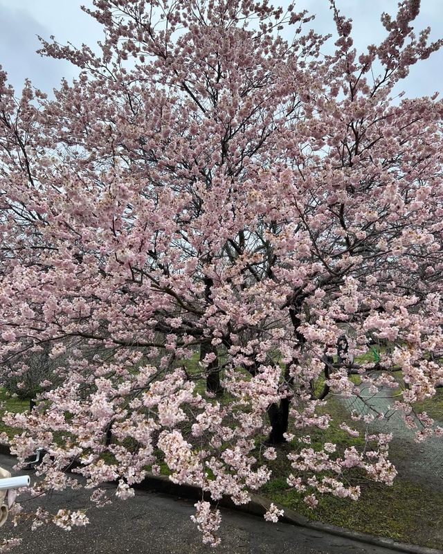 Kyoto and Osaka Moments
