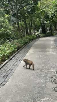 🐒 峴港洲際度假酒店：與猴子鄰居say hi！獨享絕美私人海灘！🌴