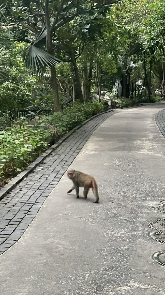 🐒 峴港洲際度假酒店：與猴子鄰居say hi！獨享絕美私人海灘！🌴