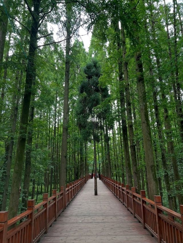 Dujiangyan Is Where Nature and Ancient Engineering Just Flex