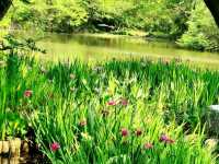 Xixi Wetland- Hailed As the "Kidney of Hangzhou"
