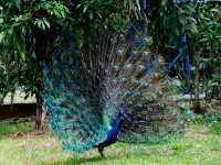 Get Up Close with Birds at KL Bird Park