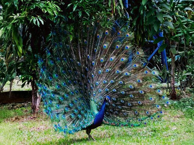 Get Up Close with Birds at KL Bird Park