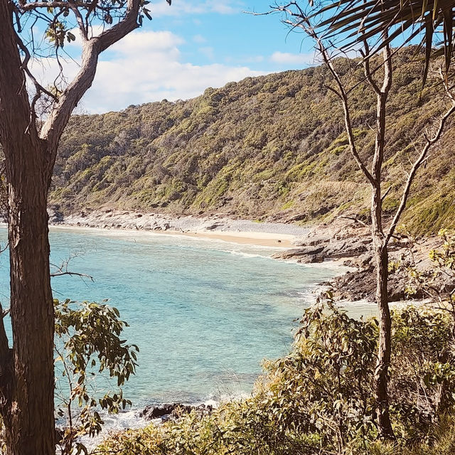 **🌿🏖️ *Noosa National Park: Sunshine Coast’s Coastal Paradise* 🐬🌊**  
