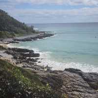 **🌿🏖️ *Noosa National Park: Sunshine Coast’s Coastal Paradise* 🐬🌊**  