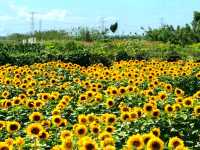 Sunflower Maze – A Blooming Wonder in Tayug, Pangasinan
