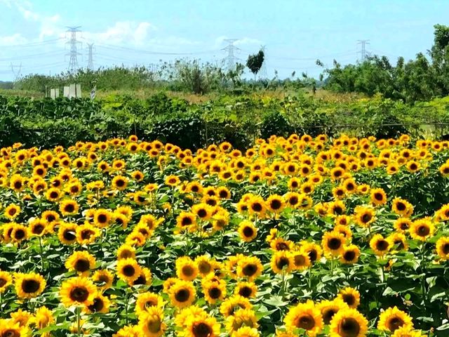 Sunflower Maze – A Blooming Wonder in Tayug, Pangasinan
