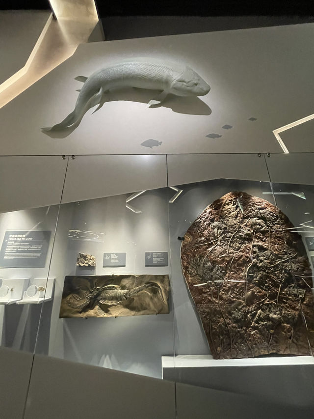 🇭🇰 Paleontology Gallery in Hong Kong Science Museum  🇭🇰 Paleontology Gallery in Hong Kong Science Museum