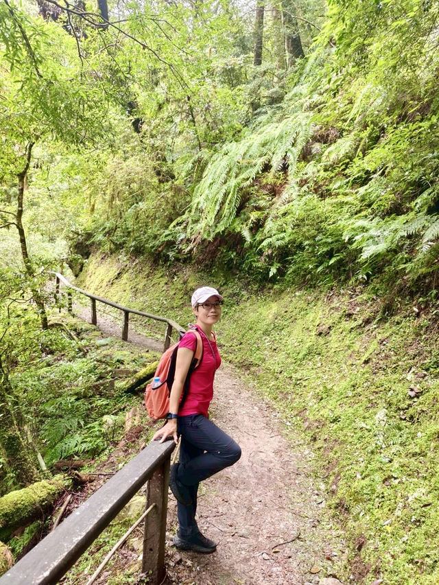台灣桃園｜拉拉山森林遊樂區～神木步道・心靈散步日記