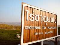 ไร่ชาฉุยฟง** คือสวรรค์ของคนรักธรรมชาติและชาเขียว 