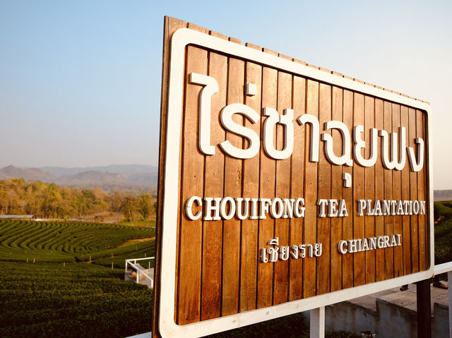 ไร่ชาฉุยฟง** คือสวรรค์ของคนรักธรรมชาติและชาเขียว 