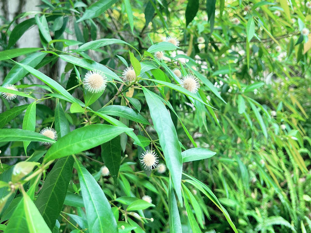 香港濕地公園自然保育必修遊🌿👀 香港濕地公園自然保育必修遊🌿👀