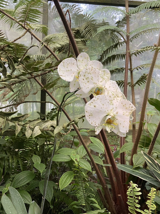Discovering Serenity: A Journey Through Orchid Forest Cikole