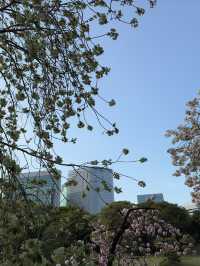 東京｜舊濱離宮庭園｜東京櫻花名所｜海濱古庭的春日花韻