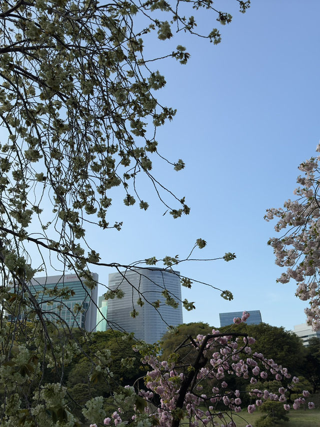 東京｜舊濱離宮庭園｜東京櫻花名所｜海濱古庭的春日花韻
