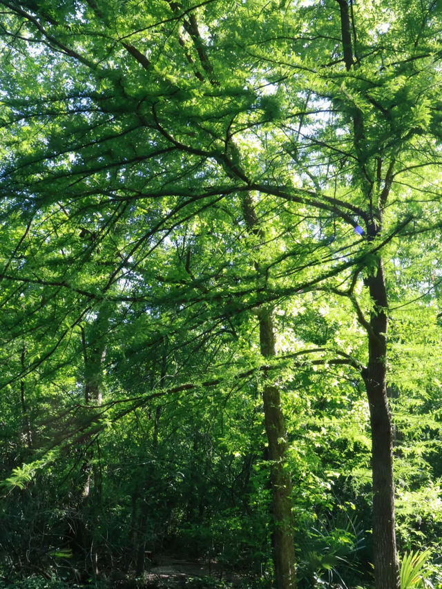 Houston Audubon – Texas
