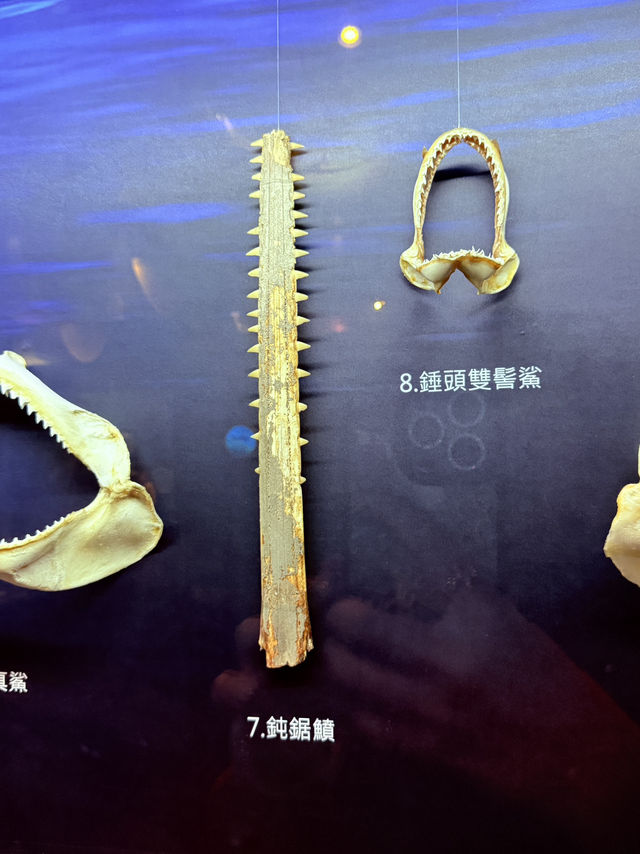 🌊 屏東海生館｜親子必去的海洋探險之旅 🐧🐠🐋