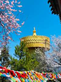 Dukezong Ancient Town – Blossom Beauty at 3,300m 🌸