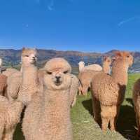 Shamarra Alpacas – Cuddles, Cashmere & Craggy Harbour Views at Akaroa
