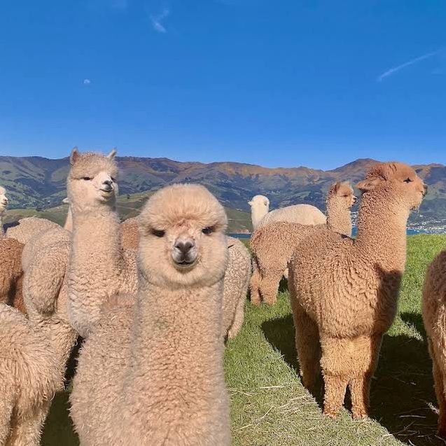 Shamarra Alpacas – Cuddles, Cashmere & Craggy Harbour Views at Akaroa